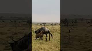 Wildebeest Eaten Alive and Brutally  by a Clan of Hyena at Masaai Mara Kenya 