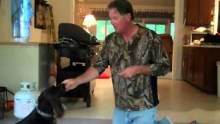 Training Gracie the Boykin Spaniel as a family Pet and Hunti