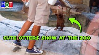 Beautiful and Cute Otters Show at the Zoo!  Fun & Adorable Performance | Habeebi Official Tv