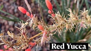 Hesperaloe Parviflora Red Yucca * 24 Days of Cacti & Succulents