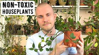 Non-Toxic Houseplants For Pet Owners