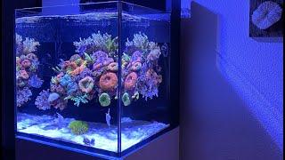 REEF TANK TOURS - BEST NANO IN EUROPE ? - Red Sea Reefer Nano Max #meerwasseraquarium #aquarium