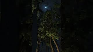Night view -Fatima's World
