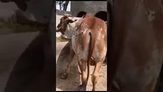 Bachra For Sell || Very Cheapest Price || #cowmandi #1millionviews #trendingchannel #vbnt #nt#trend