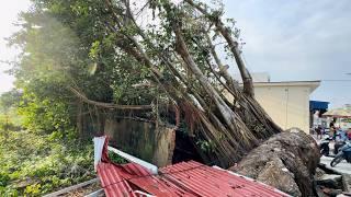 Cutting down a 100-year-old banyan tree knocked down by a storm - Everyone joins in cleaning up