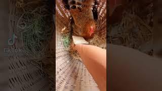 Violent chicken #ItsAnimals #shorts #foryou