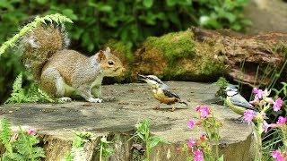 Videos for Cats : Birds and Squirrels in Woodland Wonderland
