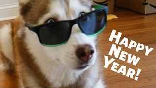 Happy New Years from Laika the Husky