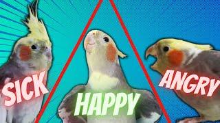 Decoding Cockatiel Body Language: Surprising Secrets Revealed!