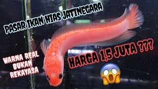 GOKIL‼️Channa ini Harganya 1,5 Juta di Pasar Ikan Hias Jatinegara