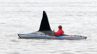 Kayak and orca in Northern Norway.