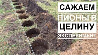 Сажаем пионы в целину. Эксперимент / Planting of peony in neglected field