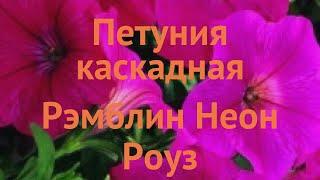 Петуния каскадная Рэмблин Неон Роуз  обзор: как сажать, семена петунии Рэмблин Неон Роуз