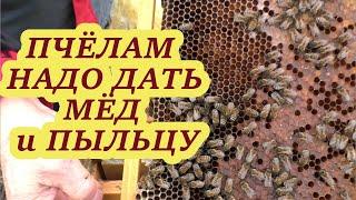 ОСМОТР ПЧЁЛ. КАК им ПОМОЧЬ?#пчелы #пчелыначинающим