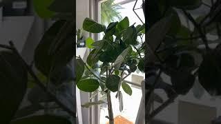 Ficus Audrey Care Guide