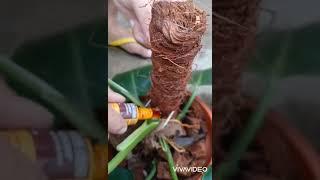 Propagating my Philodendron White Wizard