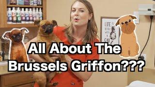 All about the Brussels Griffon? | What you need to know!