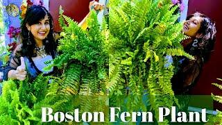 Stop killing Your Boston Fern Plant|Care Of Boston Fern Plant||Boston Fern Plant In Hindi