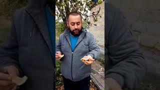 nokta torvuz pishadi