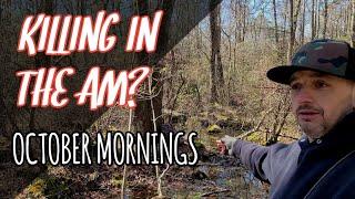 October Buck Beds for Morning Hunts