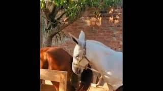 Un burro enamorado de … 