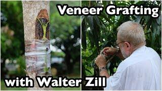 Veneer Grafting of Mango Trees with Walter Zill