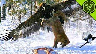 GOLDEN EAGLE — the winged assassin that attacks humans and wolves! Golden eagle vs deer and fox!