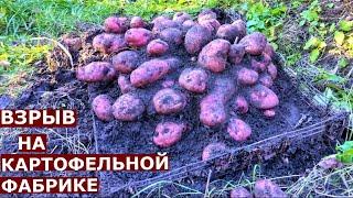 Уникальная раскопка картофеля сорта Уника