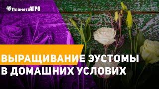  Выращивание эустомы в домашних услових   Выбор семян эустомы  Эустомы от Планета Агро