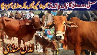 Cow Animals Market Latest Update / Cow Dairy Farming / Luddan Mandi.PK