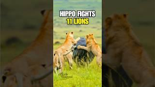Hippo Uses Secret Move on 11 Lions