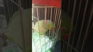 Mitthu ka chocolate #babyanaya #comedy #anayvlogs #emotional #love #baby #talkingparrot #parrot