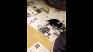 3 week old RedWill Border Collie puppies