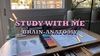 Study with me - Brain-Anatomy - get motivation for studying!