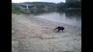 Немецкий боксёр и ротвейлер