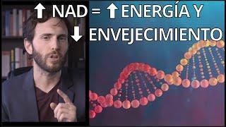 NAD: la molécula clave para LONGEVIDAD (retrasa tu ENVEJECIMIENTO)