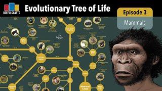 Evolutionary Tree of Life | Episode 3 - Mammals (including Humans)