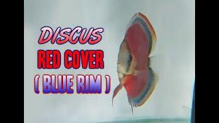 DISCUS RED COVER BLUE RIM