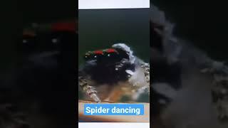 spider dancing| km creations|