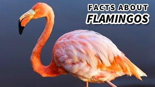 Flamingo Facts: Life in EXTREME Environments  Animal Fact Files