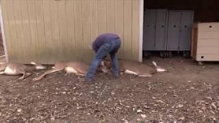 Whitetail Deer Lap AI