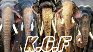 KERALA ELEPHANTS | KGF VERSION | MANGLAKUNNU KARNAN | PAMBADY RAJAN | THECHIKOTTU RAMACHANDRAN |