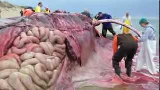 Dead Fin Whale on Cape Cod-Necropsy -Provincetown, MA (Graphic Content)