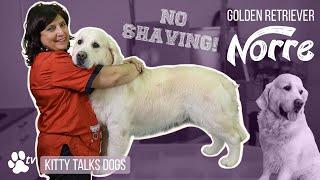 Grooming Norre the Golden Retriever | Kitty Talks Dogs - TRANSGROOM