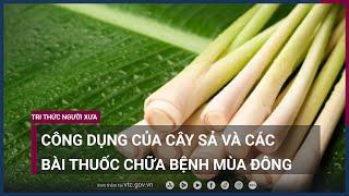 Công dụng tuyệt vời của cây sả và các bài thuốc chữa bệnh mùa đông | VTC Now