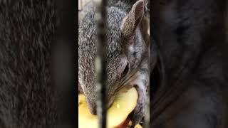 ASMR Miss Flower the squirrel and an apple