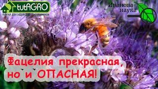 АЗБУКА СИДЕРАТОВ. Ч.2. Фацелия. Земля как пух и замена 30 тонн навоза. Худший сидерат для картофеля.