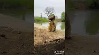 Funny Dog