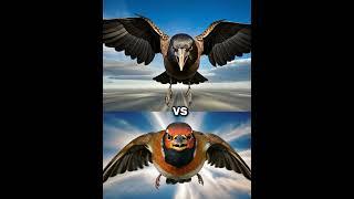 Crow vs Roben Bird vs ( eagle, falcon, crow,  owl, seagull, Duck, toucan bird, Macow, pigeon).