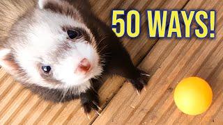 50 Ways to Play with Ferrets